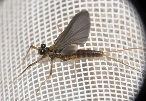 Epeorus pleuralis - photo 3