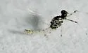 Epeorus punctatus