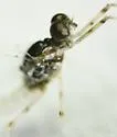 Epeorus punctatus - photo 3