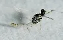 Epeorus punctatus - photo 4