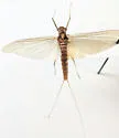Epeorus suffusus