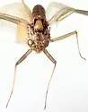 Epeorus suffusus - photo 2