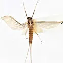 Epeorus suffusus - photo 3