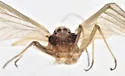 Epeorus suffusus - photo 4
