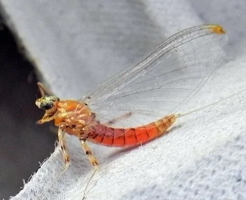 Epeorus vitreus