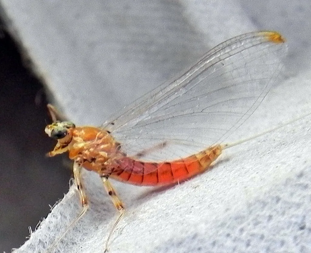 Epeorus vitreus - photo 2