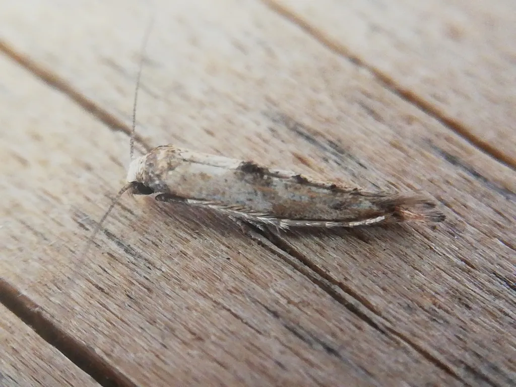 Carrot Lance-wing - photo 2