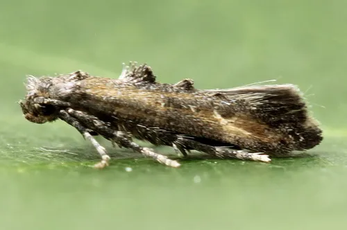 Epermenia chaerophyllella