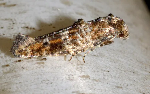 Epermenia commonella