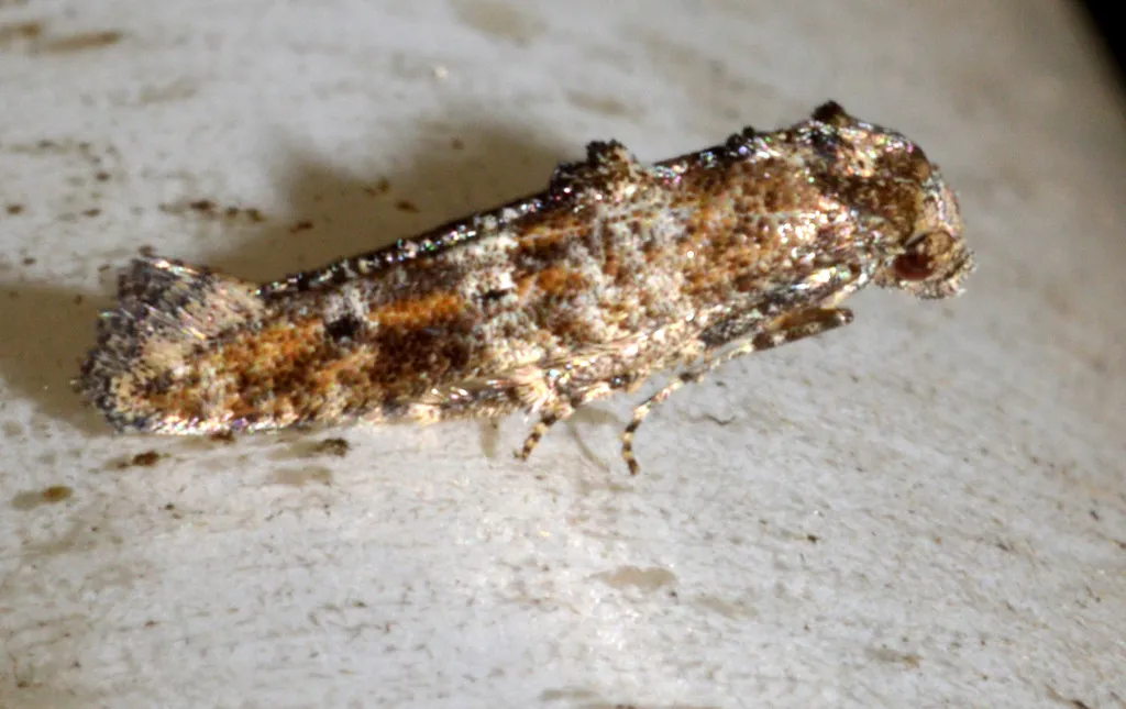 Epermenia commonella - photo 2