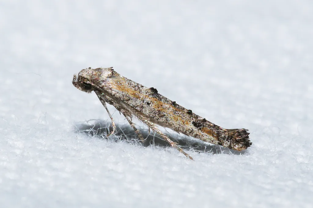 Epermenia exilis - photo 2