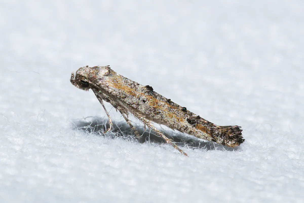 Epermenia exilis - photo 3