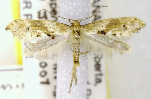 Epermenia falcata - Hodges#2325.1