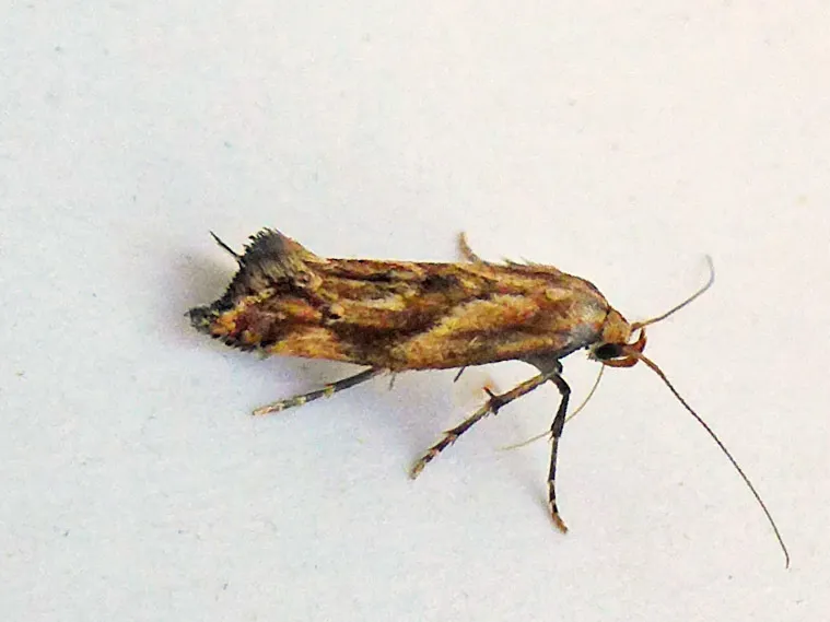 Epermenia falciformis - photo 2