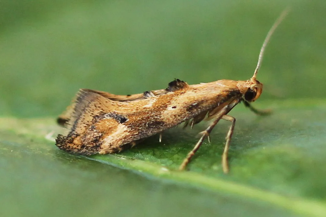 Epermenia illigerella - photo 3