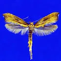 Epermenia imperialella - Hodges#2325
