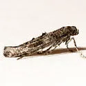 Epermenia infracta - Hodges#2332 - photo 2