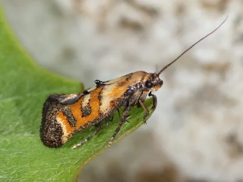 Epermenia pontificella