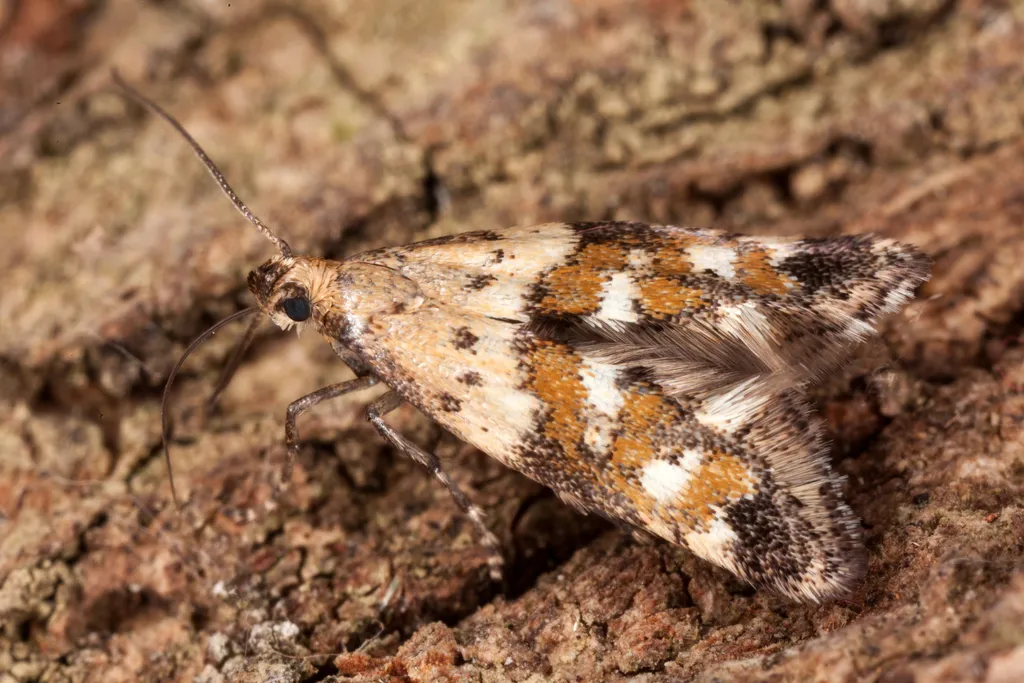 Epermenia scurella - photo 2