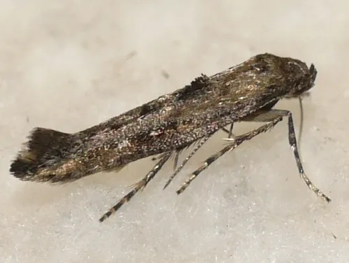 Fringe-tufted Moths - photo 2