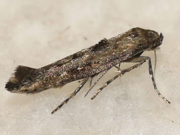 Fringe-tufted Moths - photo 3