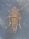 Epeurysa nawaii