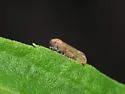 Epeurysa nawaii - photo 2