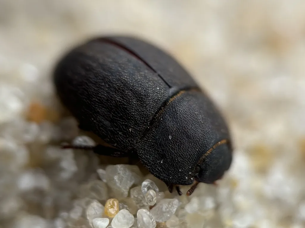 Ephalus latimanus - photo 2