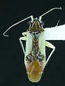 Ephedrodoma multilineata
