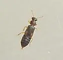 Ephelinus guttatus