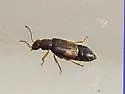 Ephelinus guttatus - photo 2