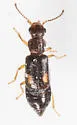 Ephelinus guttatus - photo 3