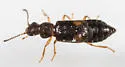 Ephelinus guttatus - photo 4