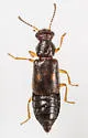 Ephelinus notatus - photo 2