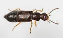 Ephelinus notatus - photo 3