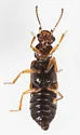 Ephelinus notatus - photo 4
