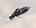 Ephelinus notatus - photo 5
