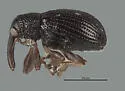 Ephelops triguttatus - Ephelops triguttatus