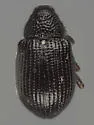 Ephelops triguttatus - photo 2