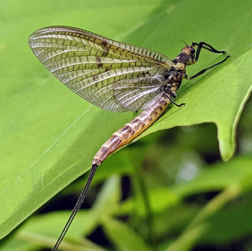 European Green Drake - photo 2