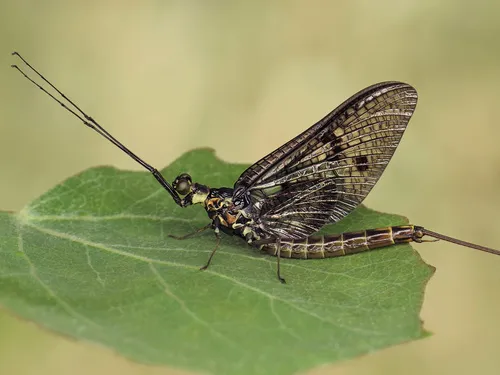 Ephemera formosana