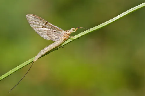 Four-lined Giant Mayfly