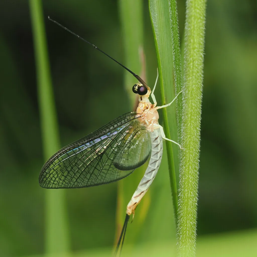 Ephemera japonica - photo 2