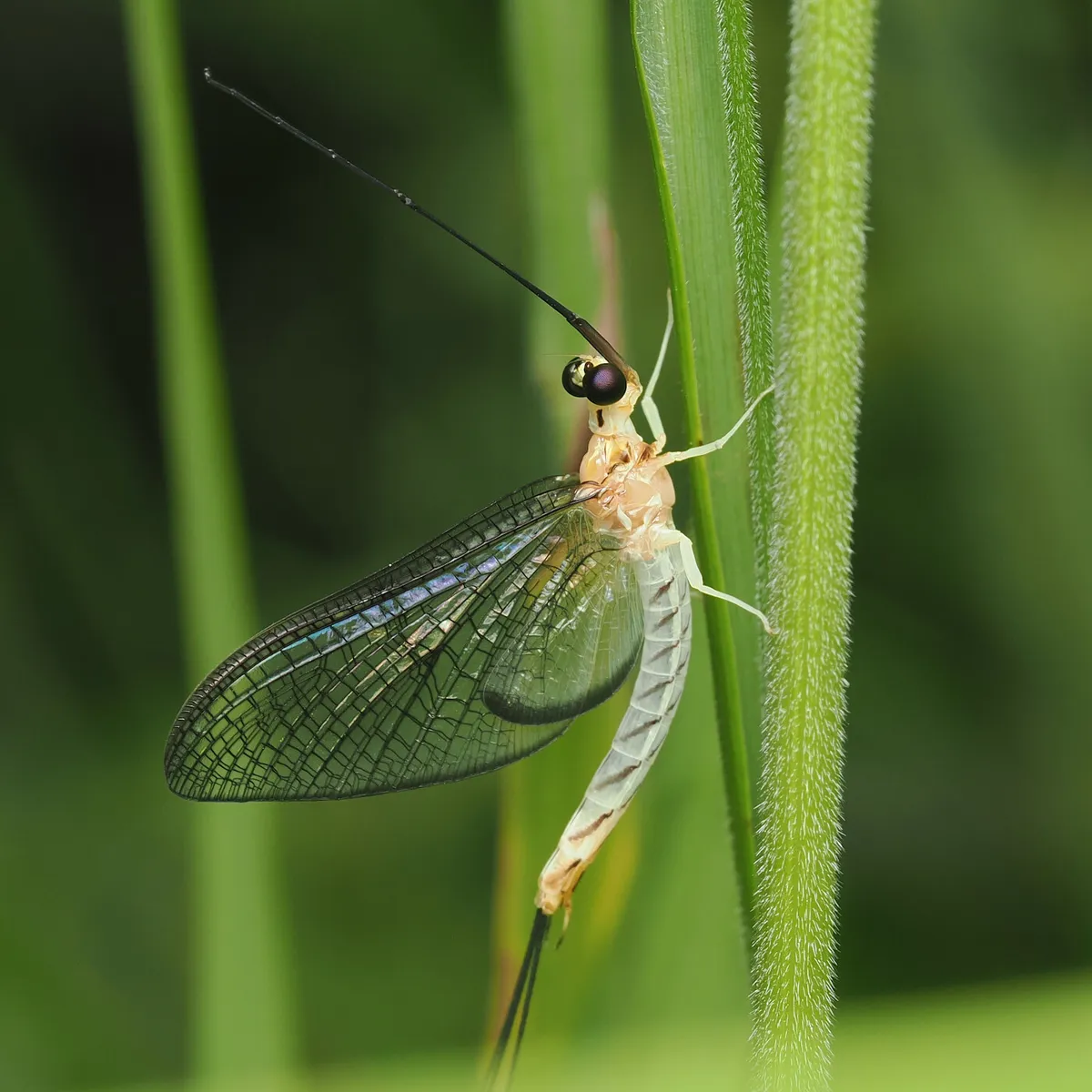 Ephemera japonica - photo 3