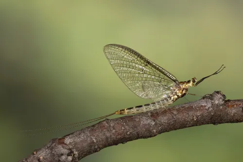 Striped Mayfly