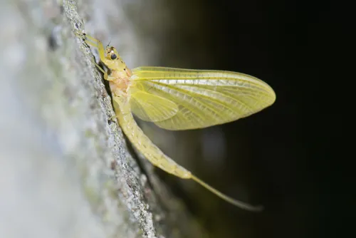 Oriental Mayfly