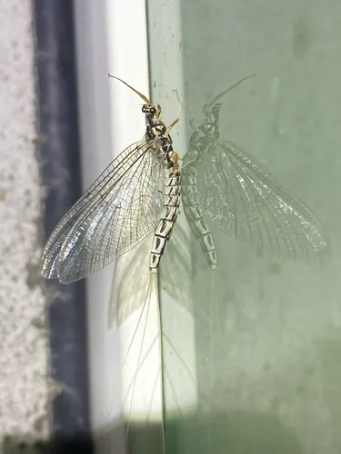 Ephemera pictipennis
