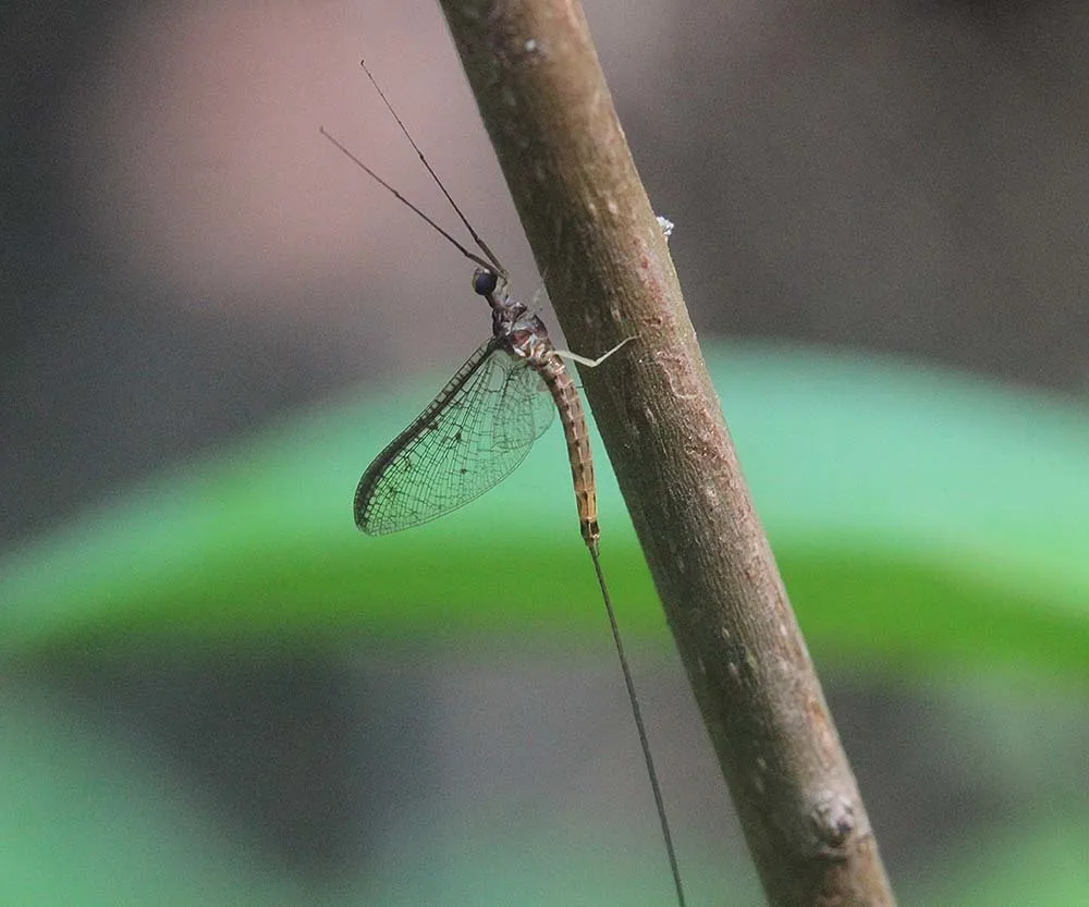 Ephemera rufomaculata - photo 2