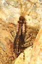Ephemerella aurivillii