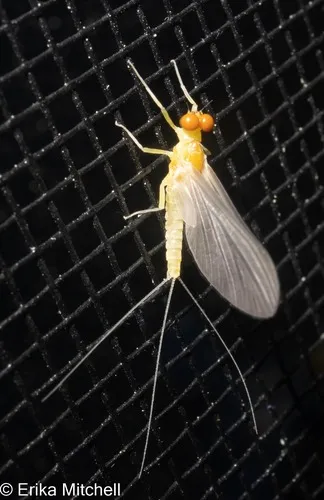 Ephemerella dorothea